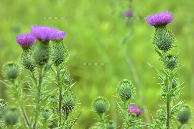 アメリカオニアザミ ヨーロッパ原産のキク科の植物で生態系被害防止外来種 のトゲのあるつぼみとピンク 色 の写真素材 イラスト素材 アマナイメージズ
