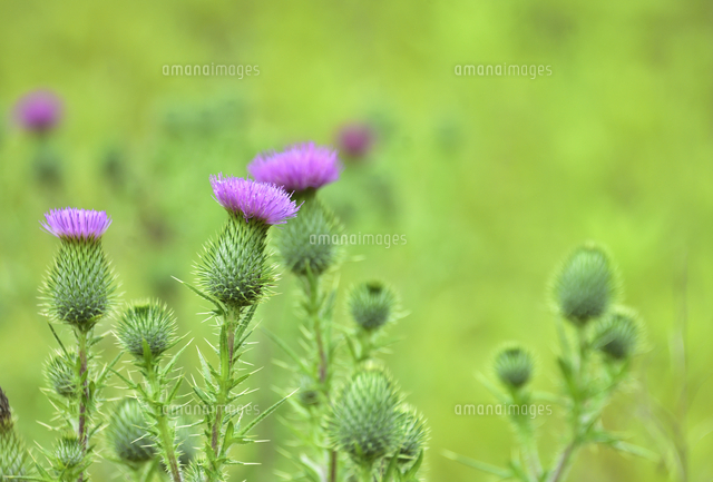 アメリカオニアザミ ヨーロッパ原産のキク科の植物で生態系被害防止外来種 のトゲのあるつぼみとピンク 色 の写真素材 イラスト素材 アマナイメージズ