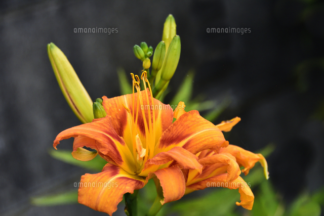 ワスレグサ 別名ヤブカンゾウ キスゲ亜科の多年草 中国原産 の植物で漢方にも使用される のオレンジ色の の写真素材 イラスト素材 アマナイメージズ