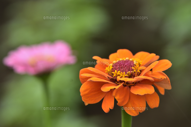 ヒャクニチソウ（キク科の植物の一種）のピンク色の花とオレンジ