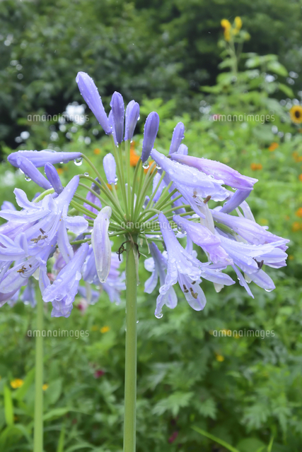 雨に濡れ雫が付いたアガパンサス（ユリ科多年草）の紫色の花とオレンジ