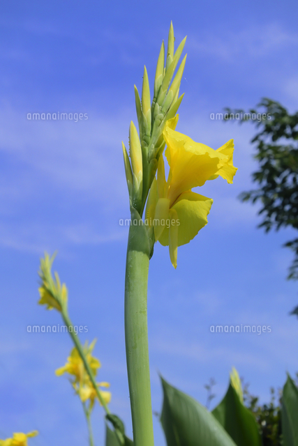 カンナ カンナ科カンナ属の植物の一群 の黄色い花と葉と木と青空と白い雲 の写真素材 イラスト素材 アマナイメージズ