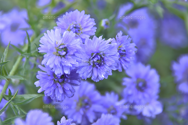 雨が降り雫が付いたクジャクソウ キク科シオン属 別名アスター の紫色の花とつぼみ葉 の写真素材 イラスト素材 アマナイメージズ