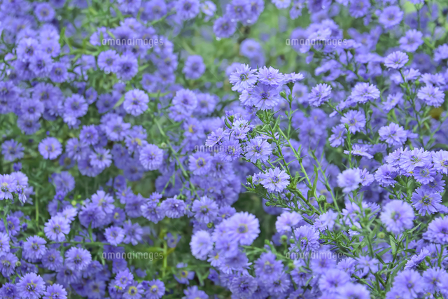 雨が降り雫が付いたクジャクソウ キク科シオン属 別名アスター の紫色の花と葉 の写真素材 イラスト素材 アマナイメージズ