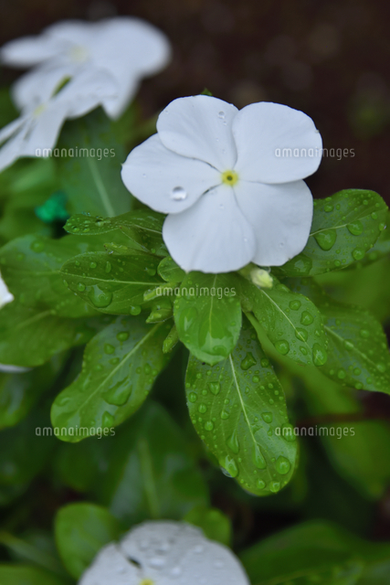雨が降り雫が付いたニチニチソウ（キョウチクトウ科ニチニチソウ属の一