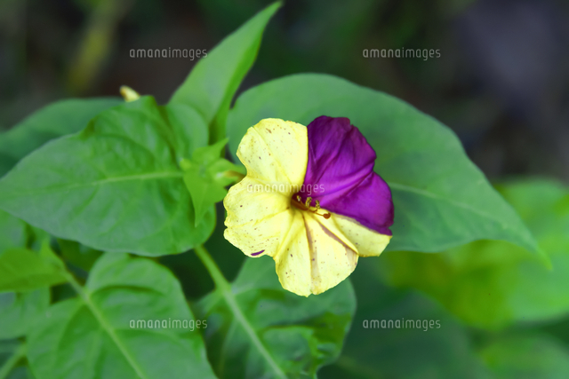 オシロイバナ オシロイバナ科 の斑入りの黄色い花と葉 の写真素材 イラスト素材 アマナイメージズ