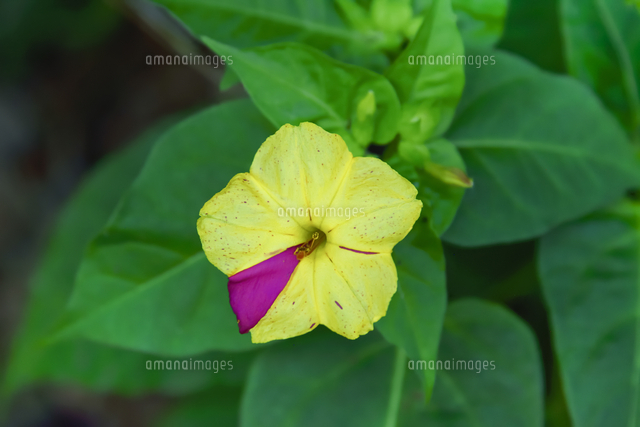 オシロイバナ オシロイバナ科 の斑入りの黄色い花と葉 の写真素材 イラスト素材 アマナイメージズ
