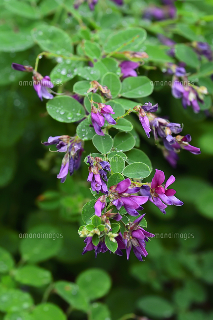 ヤマハギ マメ科の顕花植物 の赤紫の花と葉 の写真素材 イラスト素材 アマナイメージズ