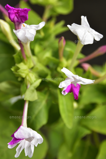 オオシロイバナ オシロイバナ科オシロイバナ 属の植物 の白や斑入りやピンク色等の花とつぼみ の写真素材 イラスト素材 アマナイメージズ