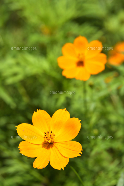 キバナコスモス（キク科コスモス属の多年草または1年草）の薄い