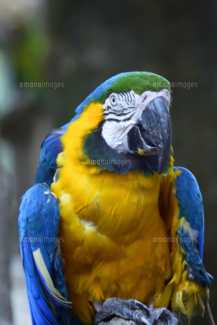 鮮やかな瑠璃色をした千葉市動物公園で飼育されているルリ