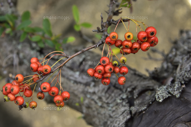 ピラカンサス（バラ科・常緑低木）の枝に実る赤い実と葉[10261032406