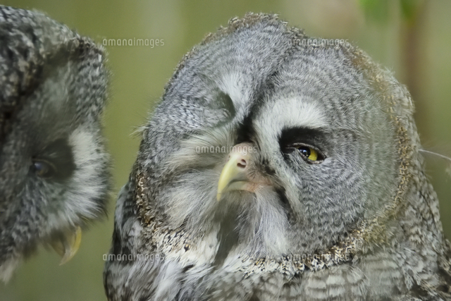 千葉市動物公園で飼育されているカラフトフクロウ（フクロウ目フクロウ
