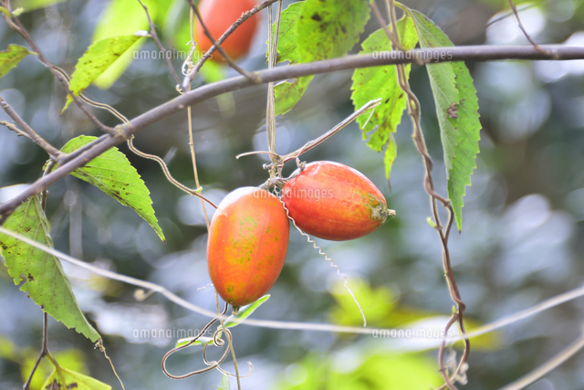カラスウリ（ウリ科の多年生つる植物）のオレンジ色の実とつる