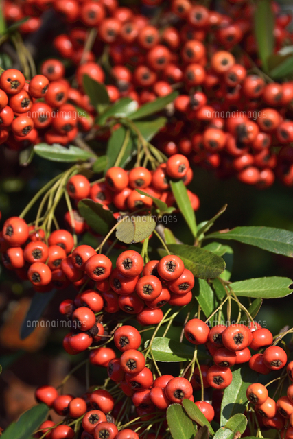 ピラカンサ（ピラカンサス バラ科・トキワサンザシ属）の鈴なりの赤い