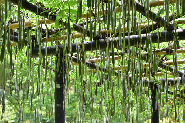 本土寺（別名「紫陽花寺」）のまるで雨のように見える藤棚から垂れる藤 