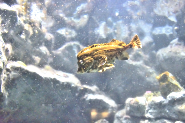 葛西臨海水族園で泳ぐペスチャンチョ（カサゴ目コンギオボドゥス科