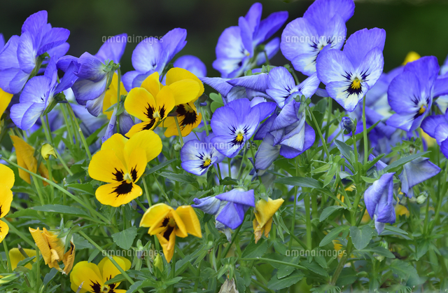 黄色と紫色のビオラ（スミレ科スミレ属）の花と葉[10261036961]の写真