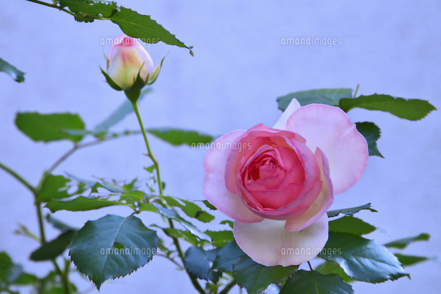 中心が濃いピンク色のバラ（ピエールドロンサール バラ）の花とつぼみ