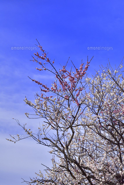 バラ科サクラ属サクラ亜属　桜　落葉広葉樹 早咲きの小さな花のサクラ（バラ科サクラ亜科サクラ属 の落葉広葉樹