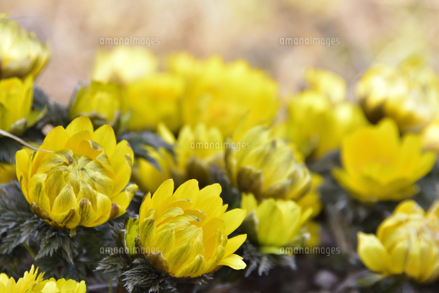 早咲きの小さな花のサクラ（バラ科サクラ亜科サクラ属 の落葉広葉樹