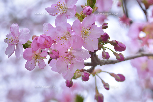 バラ科サクラ属サクラ亜属　桜　落葉広葉樹 早咲きの小さな花のサクラ（バラ科サクラ亜科サクラ属 の落葉広葉樹