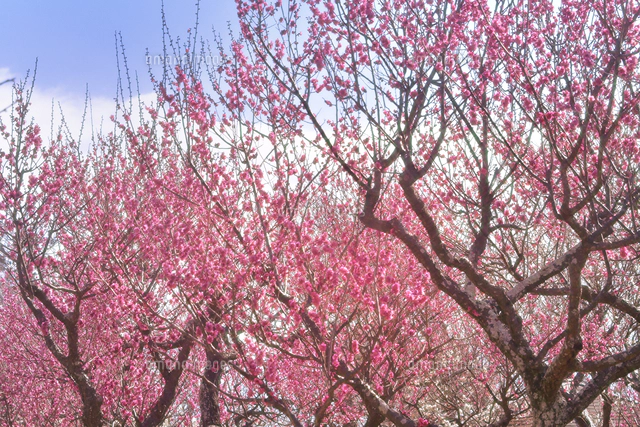青葉の森公園に咲く（バラ科サクラ属の落葉高木）紅梅の赤い色の花の木 