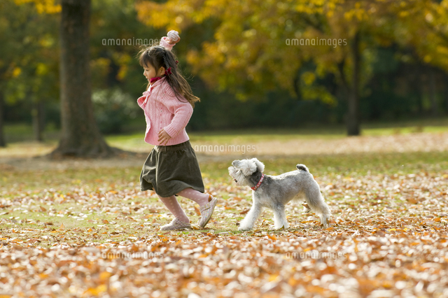 紅葉の中で犬と遊ぶ女の子[10264001703]の写真・イラスト素材｜アマナ