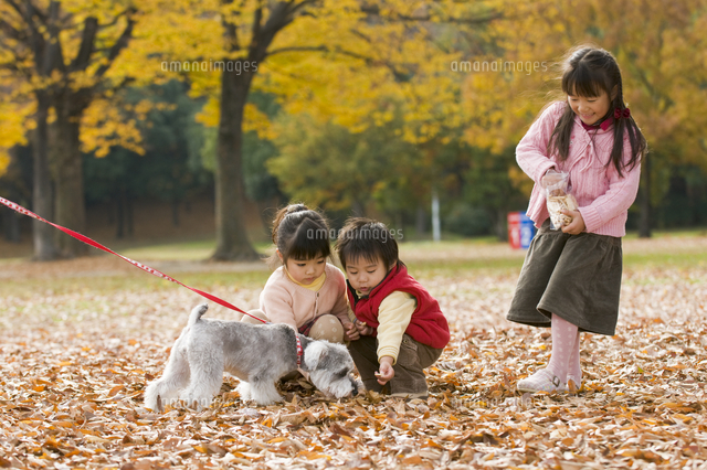 紅葉の中で犬と遊ぶ子供達 の写真素材 イラスト素材 アマナイメージズ