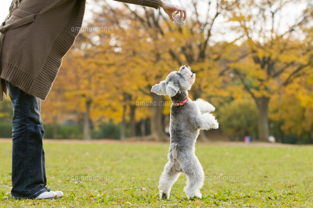 紅葉の中の犬と女性[10264001724]の写真・イラスト素材｜アマナイメージズ