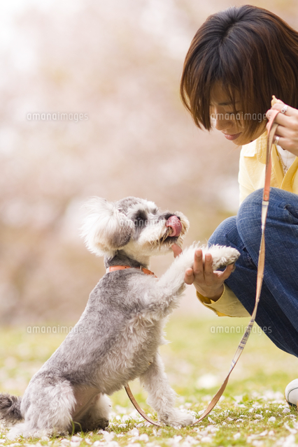 お手をする犬 の写真素材 イラスト素材 アマナイメージズ
