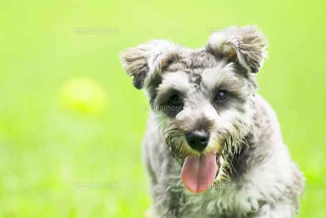 公園で走る子犬 の写真素材 イラスト素材 アマナイメージズ 公園で走る子犬 の写真素材 イラスト素材 アマナイメージズ