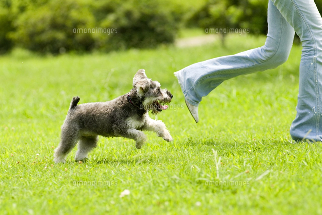 芝生の上で男の子にまたがるの女の子 の写真素材 イラスト素材 アマナイメージズ