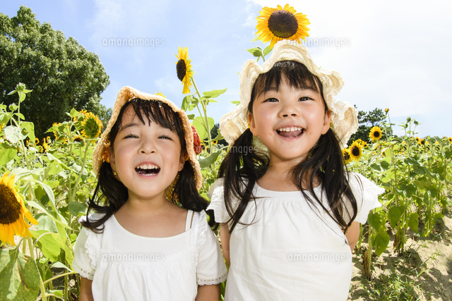 ひまわり畑の前で並んで立つ女の子 の写真素材 イラスト素材 アマナイメージズ