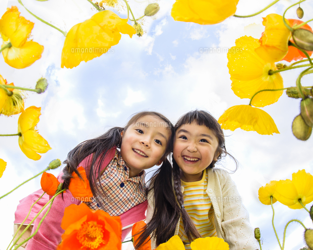 ポピーの花畑を覗き込む女の子 の写真素材 イラスト素材 アマナイメージズ