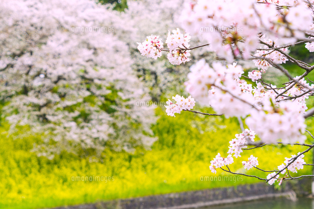 皇居お堀沿いの桜と菜の花 の写真素材 イラスト素材 アマナイメージズ
