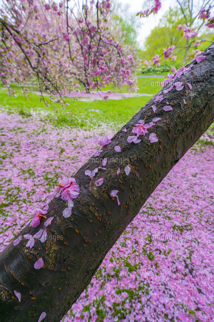 セントラルパーク 桜の木と無数の桜の花びらに覆われる芝生の広場 の写真素材 イラスト素材 アマナイメージズ