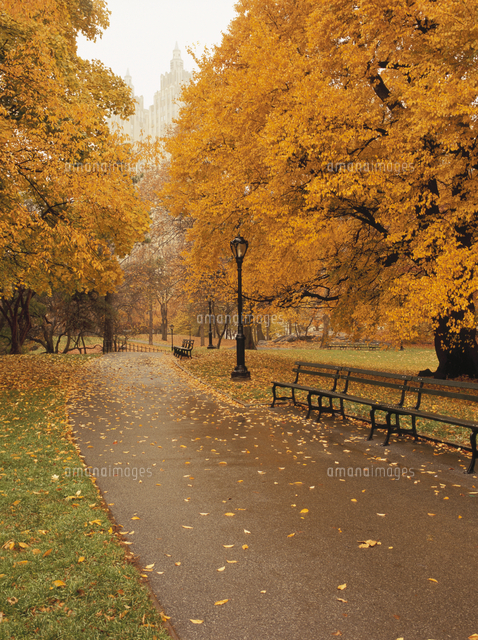 雨のセントラルパークの小道と紅葉とベンチ Ny アメリカ の写真素材 イラスト素材 アマナイメージズ