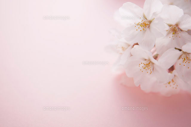 桃の花 の写真素材 イラスト素材 アマナイメージズ