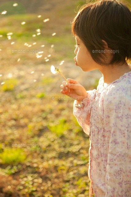 タンポポに息を吹く女の子 の写真素材 イラスト素材 アマナイメージズ