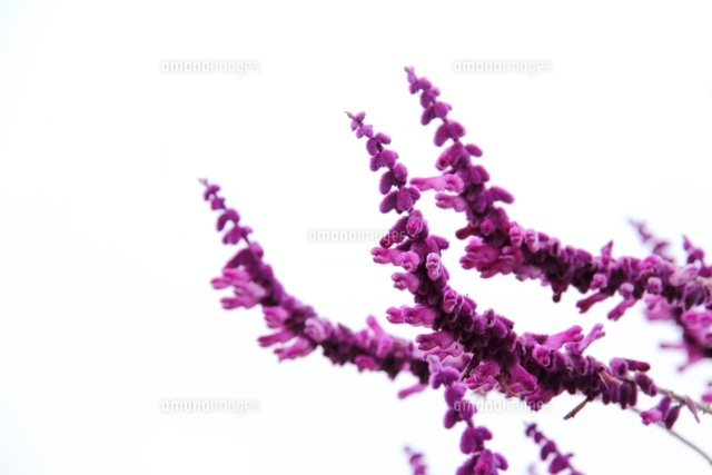 アメジストセージ の写真素材 イラスト素材 アマナイメージズ