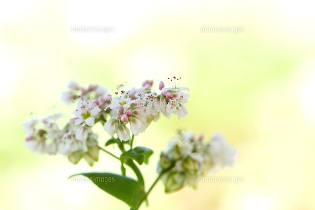 ソバの花 の写真素材 イラスト素材 アマナイメージズ