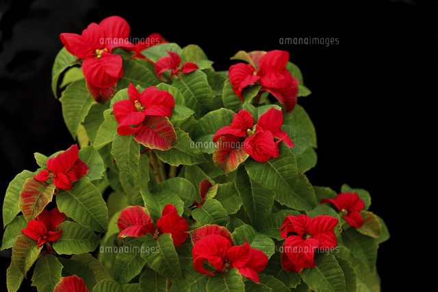 ポインセチアとクリスマスイルミネーション[10274003841]の写真