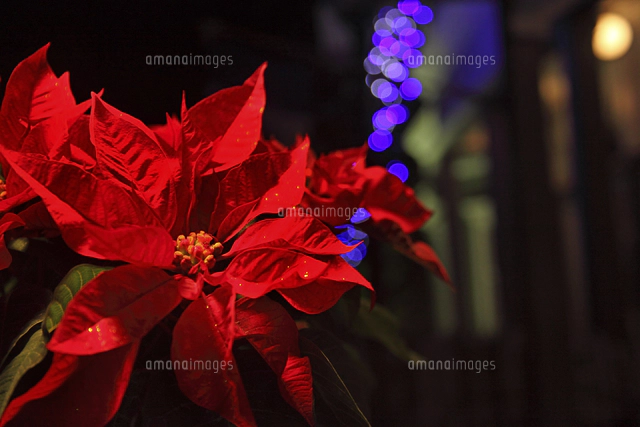 ポインセチアとクリスマスイルミネーション[10274003841]の写真