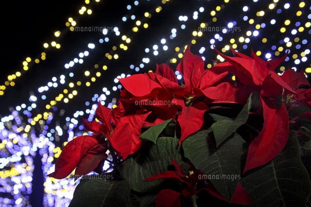 ポインセチアとクリスマスイルミネーション[10274003841]の写真