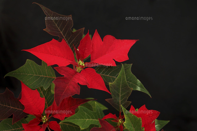 ポインセチアとクリスマスイルミネーション[10274003835]の写真