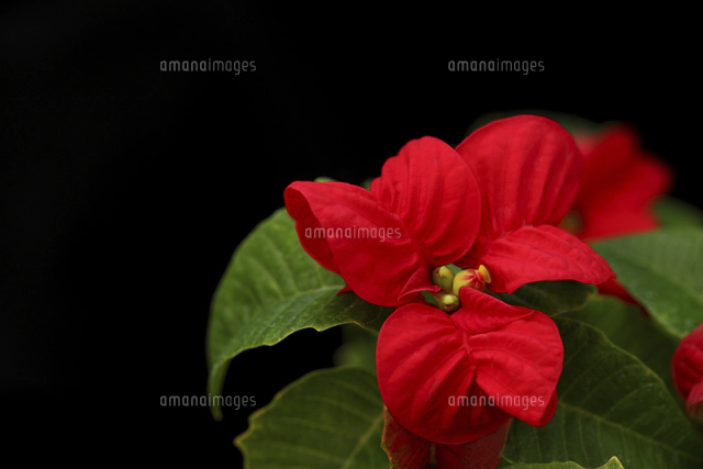 ポインセチアとクリスマスイルミネーション[10274003841]の写真