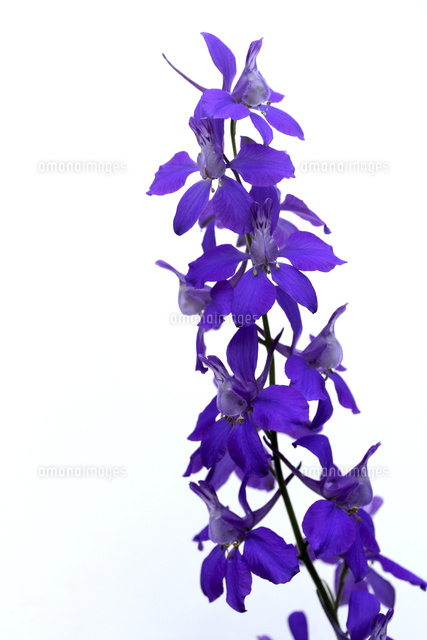 ラークスパー の写真素材 イラスト素材 アマナイメージズ