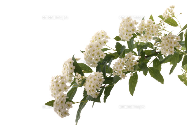 コデマリ の写真素材 イラスト素材 アマナイメージズ