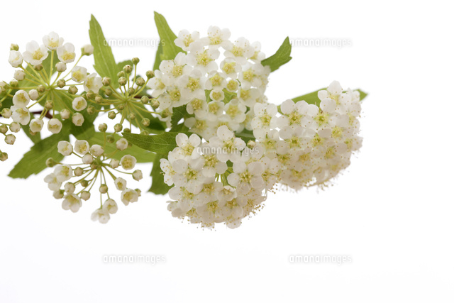 コデマリ の写真素材 イラスト素材 アマナイメージズ